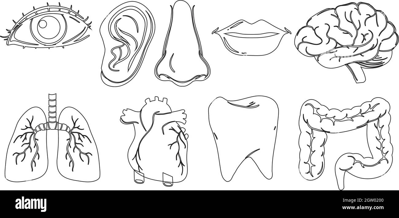 Design Doodle delle diverse parti interne ed esterne del corpo Illustrazione Vettoriale
