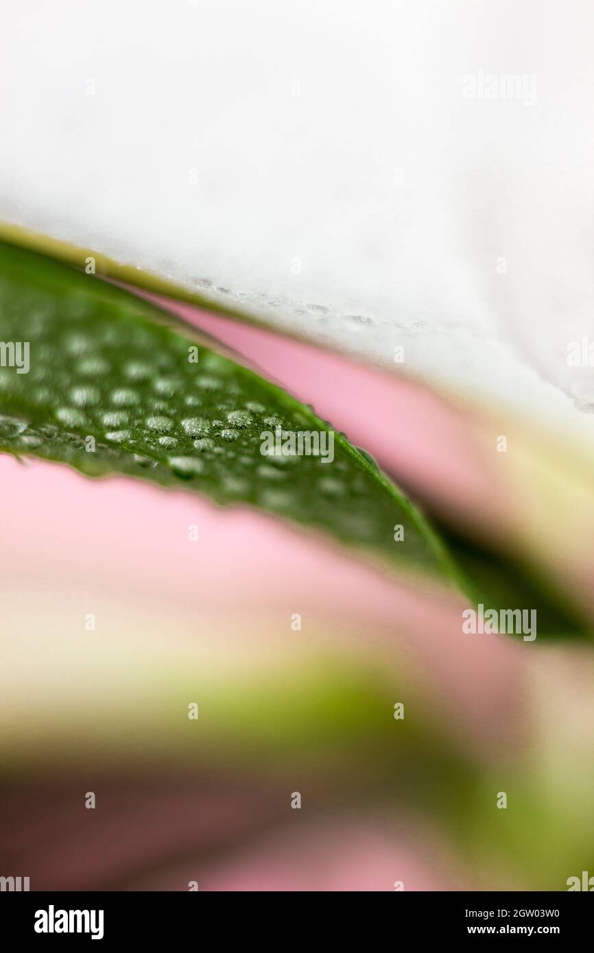 Fiore macro con gocce d'acqua. La natura astratta offuscava lo sfondo. Bellissimo scatto macro con tenera fioritura bagnata. Foto Stock