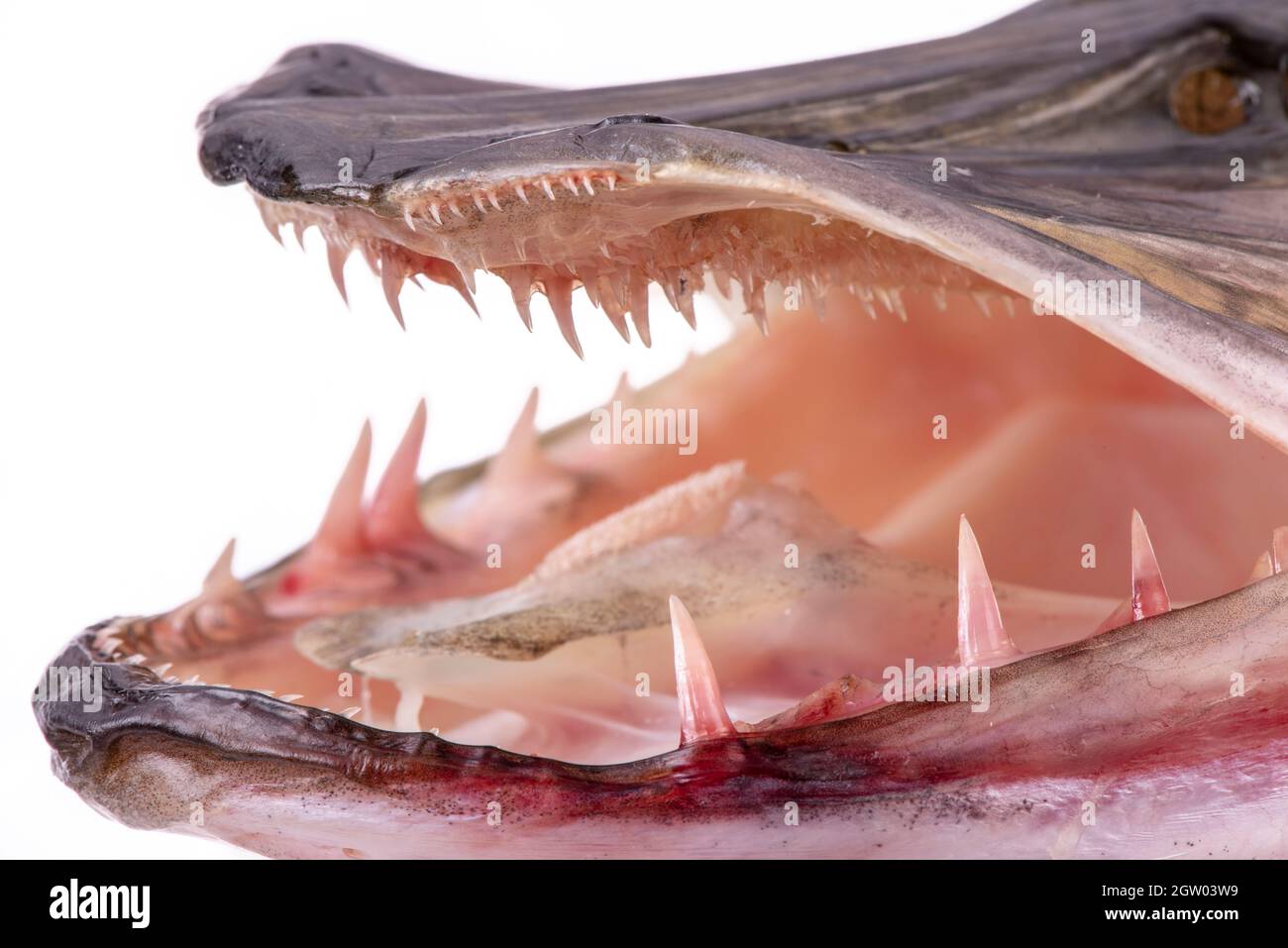 Bocca aperta di Pesce luccio con denti pericolosi Foto stock - Alamy