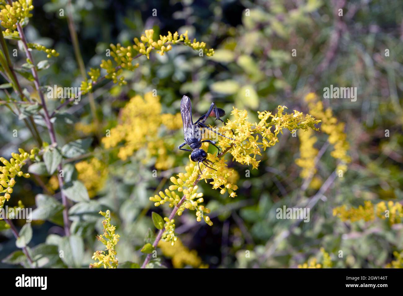 Macro nero comune Wasp a vita filata (Eremnophila aureonotata) su fiore giallo il giorno di sole Foto Stock