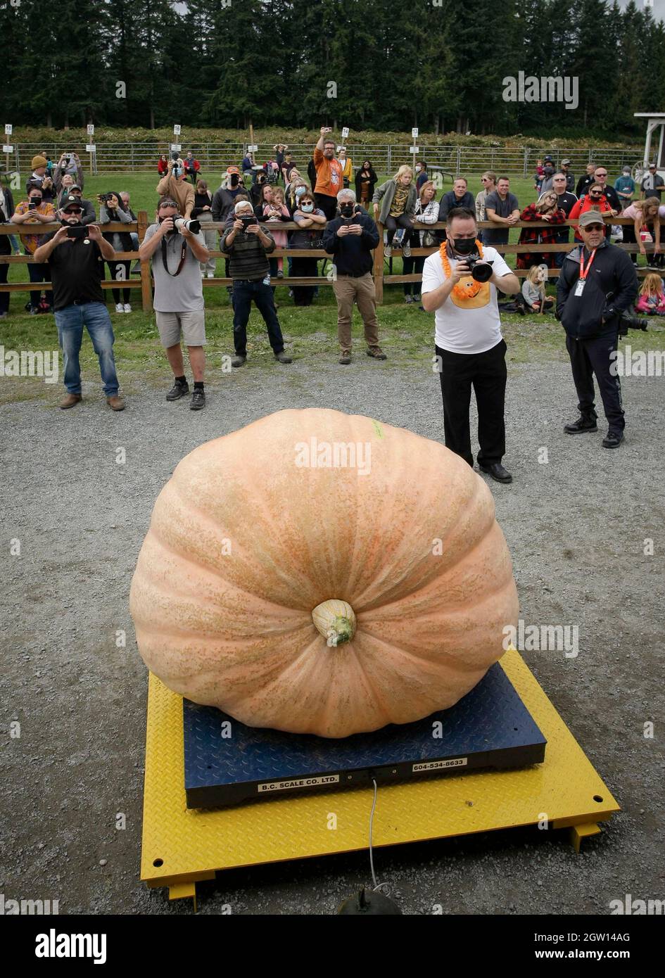 Langley, Canada. 2 ottobre 2021. Una zucca gigante è visto su una scala durante la pesata gigante della zucca in evento alle fattorie del bacche di Krause a Langley, Columbia Britannica, Canada, il 2 ottobre 2021. Credit: Liang Sen/Xinhua/Alamy Live News Foto Stock