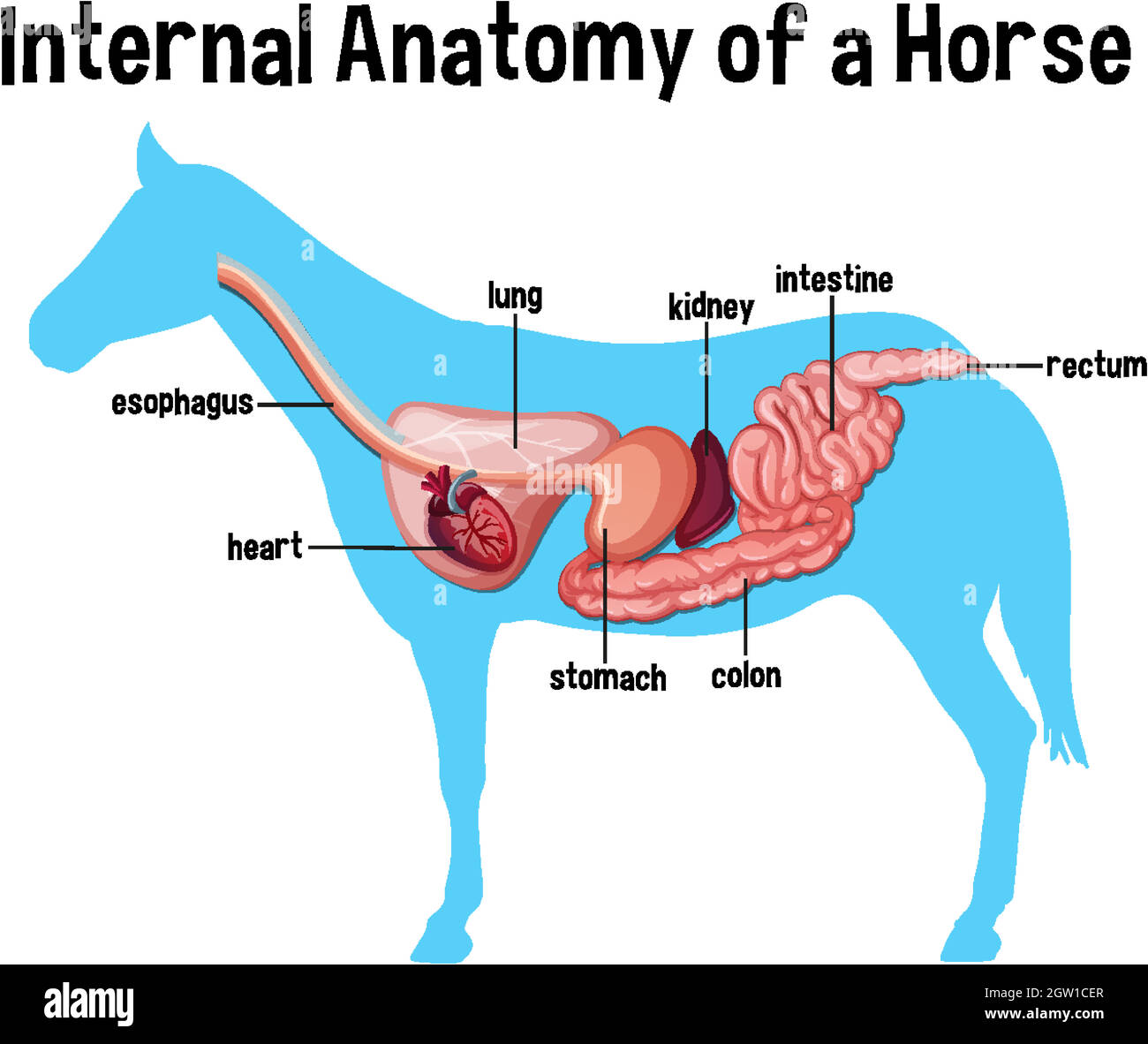 Anatomia interna di un cavallo con etichetta Illustrazione Vettoriale Anatomia interna di un cavallo con etichetta Illustrazione Vettoriale