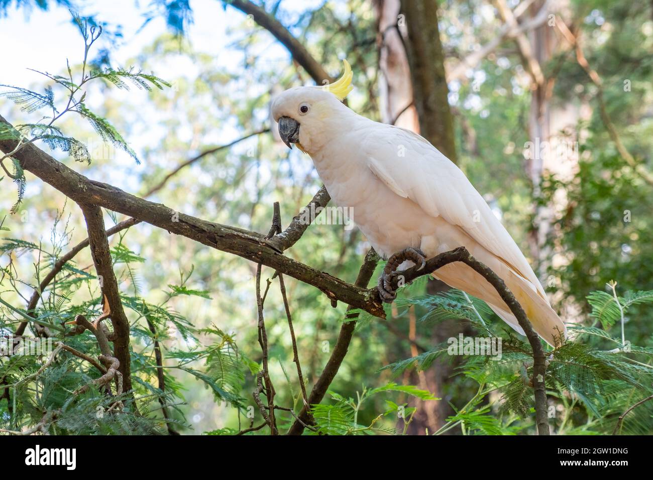 Grande pappagallo bianco nella foresta su sfondo sfocato Closeup Foto Stock