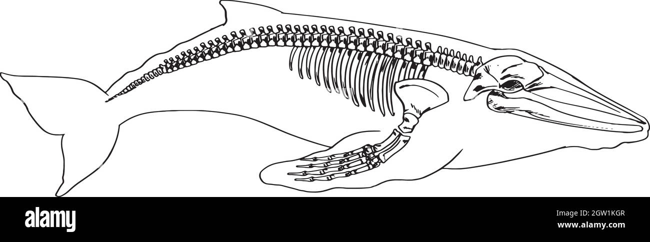 Scheletro di una balena Illustrazione Vettoriale