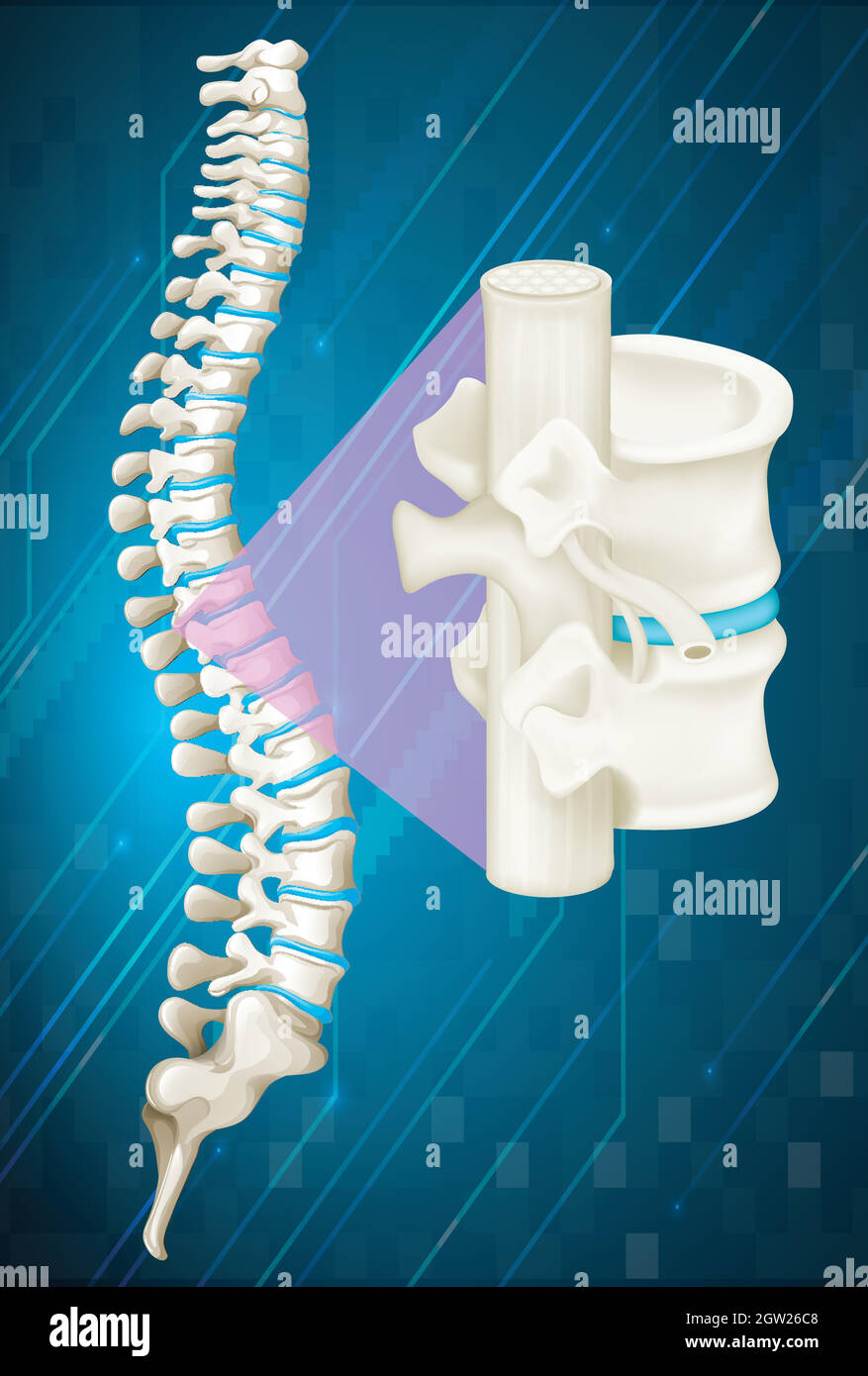 Osso della colonna vertebrale su sfondo blu Illustrazione Vettoriale