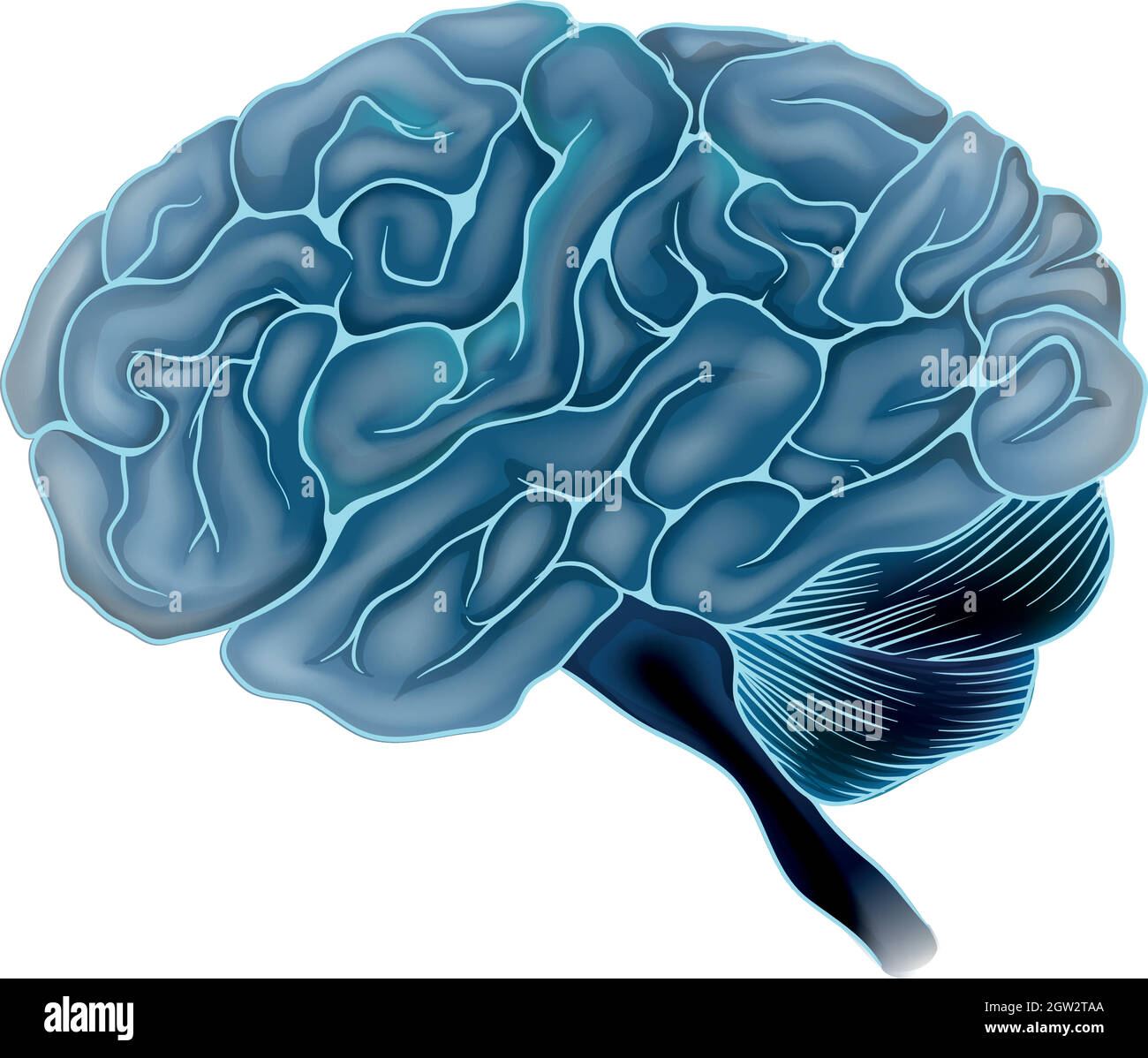 Il cervello umano Illustrazione Vettoriale