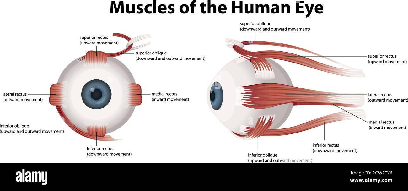 Muscoli dell'occhio umano Illustrazione Vettoriale