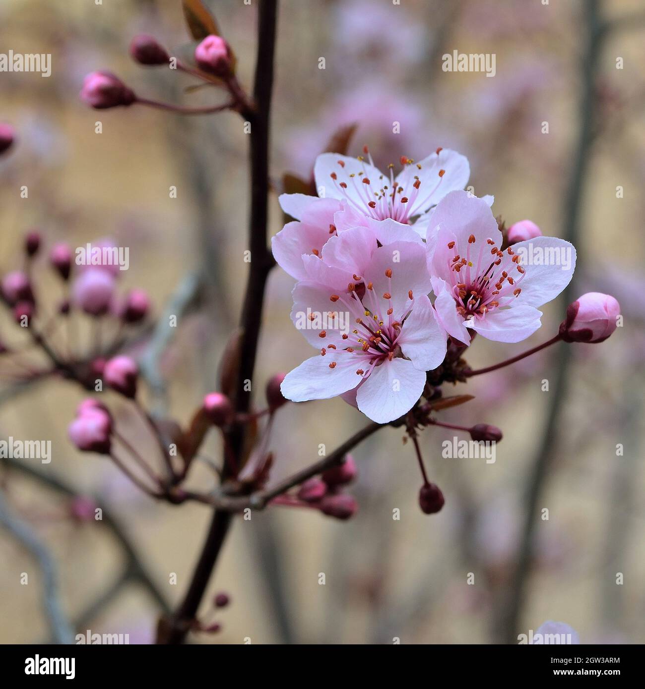 Close-up di rosa Fiori di Ciliegio Foto Stock