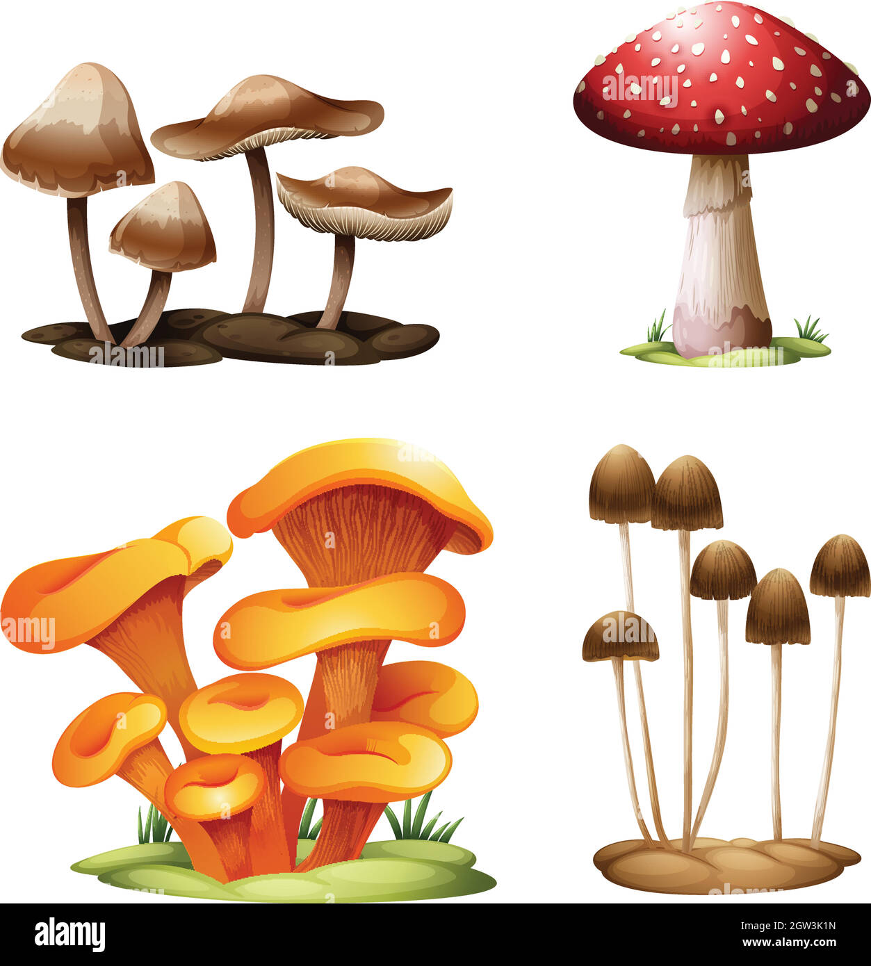Diverse specie di funghi Illustrazione Vettoriale