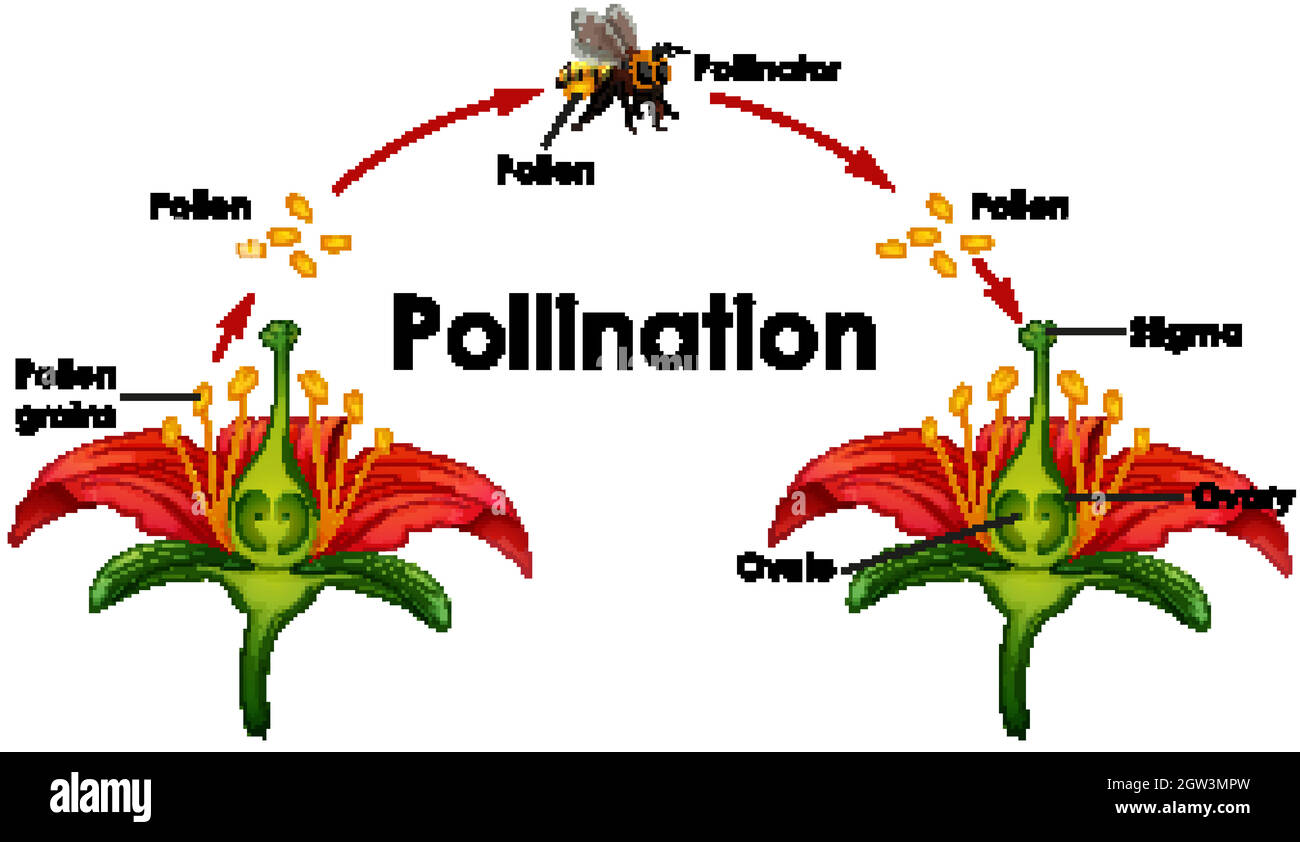 Pollinatore Elettrico Con Testa Rotante A 360°, Impollinazione A Spruzzo, Display Temperatura E Distanza, Autonomia 5 Ore