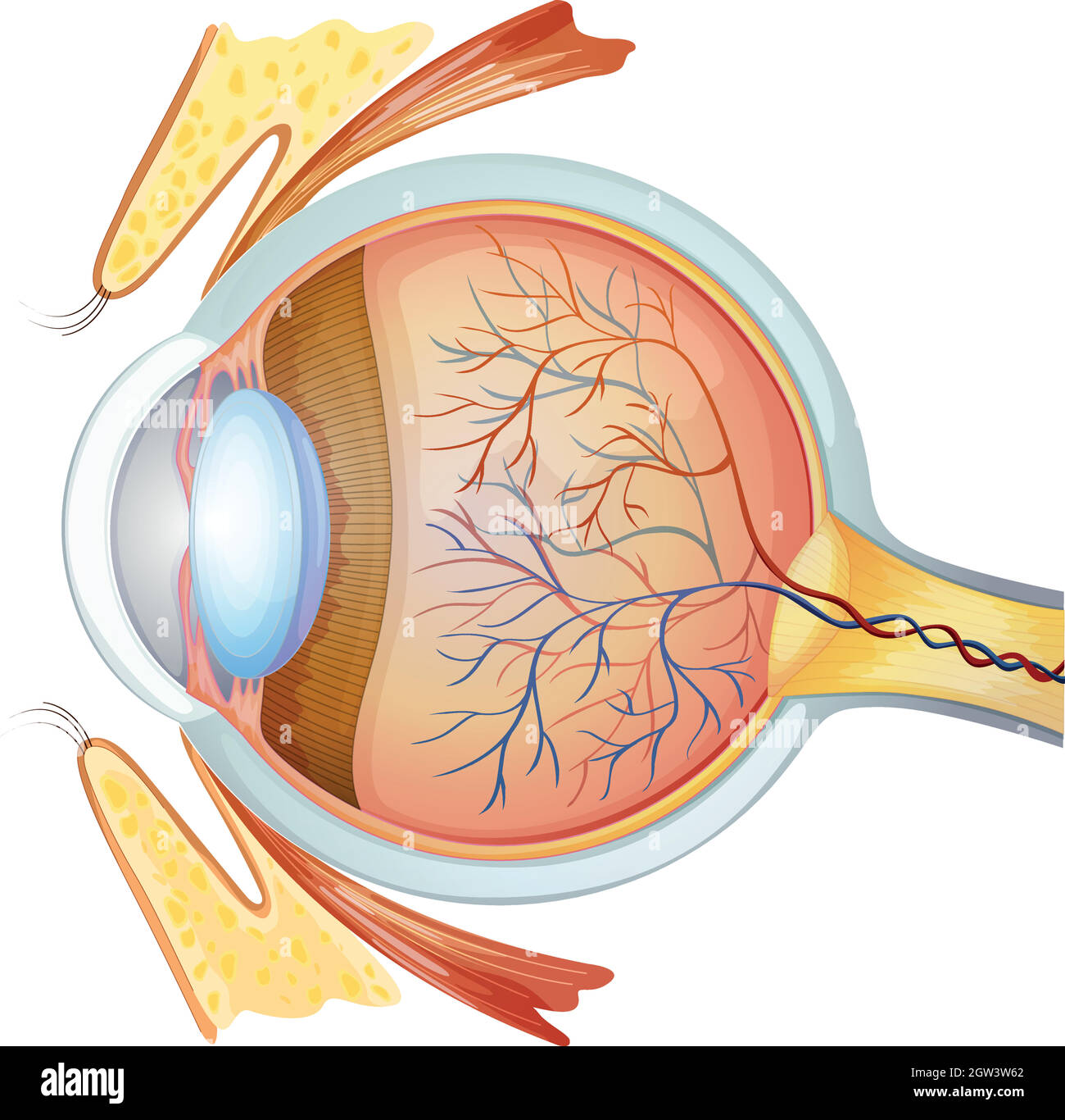 Sezione trasversale dell'occhio umano Illustrazione Vettoriale