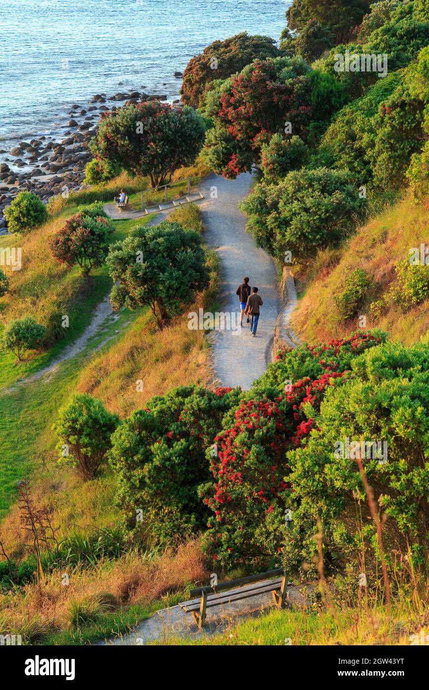 Un sentiero per passeggiate e alberi di pohutukawa con fiori rossi estivi alla base del Monte Maunganui, Nuova Zelanda Foto Stock