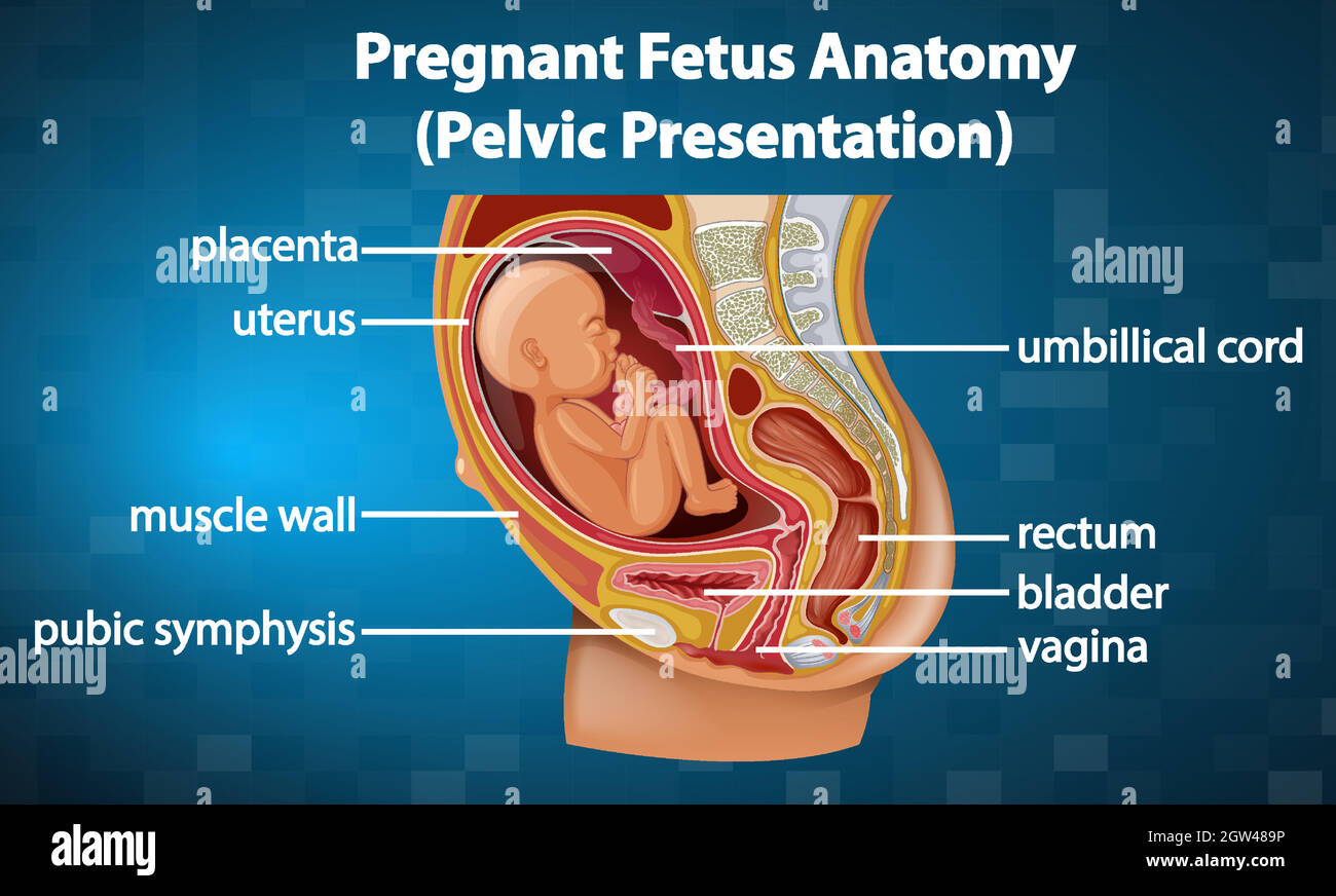 Diagramma anatomico del feto in gravidanza Illustrazione Vettoriale