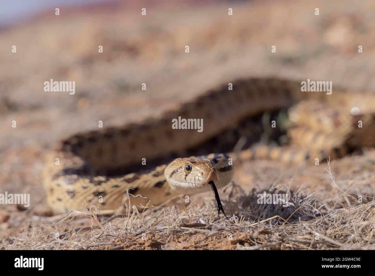 Great Basin Gopher Snake, contea di Coconino, Arizona, USA. Foto Stock