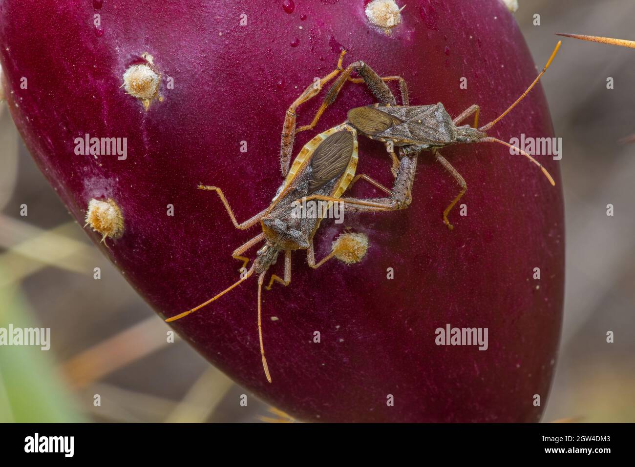 Bug con foglie - Narnia inornata adulti che si accoppia con frutta di prickly pera (Opuntia) deserto di sonora, Arizona, Stati Uniti d'America, famiglia Coreidae Foto Stock