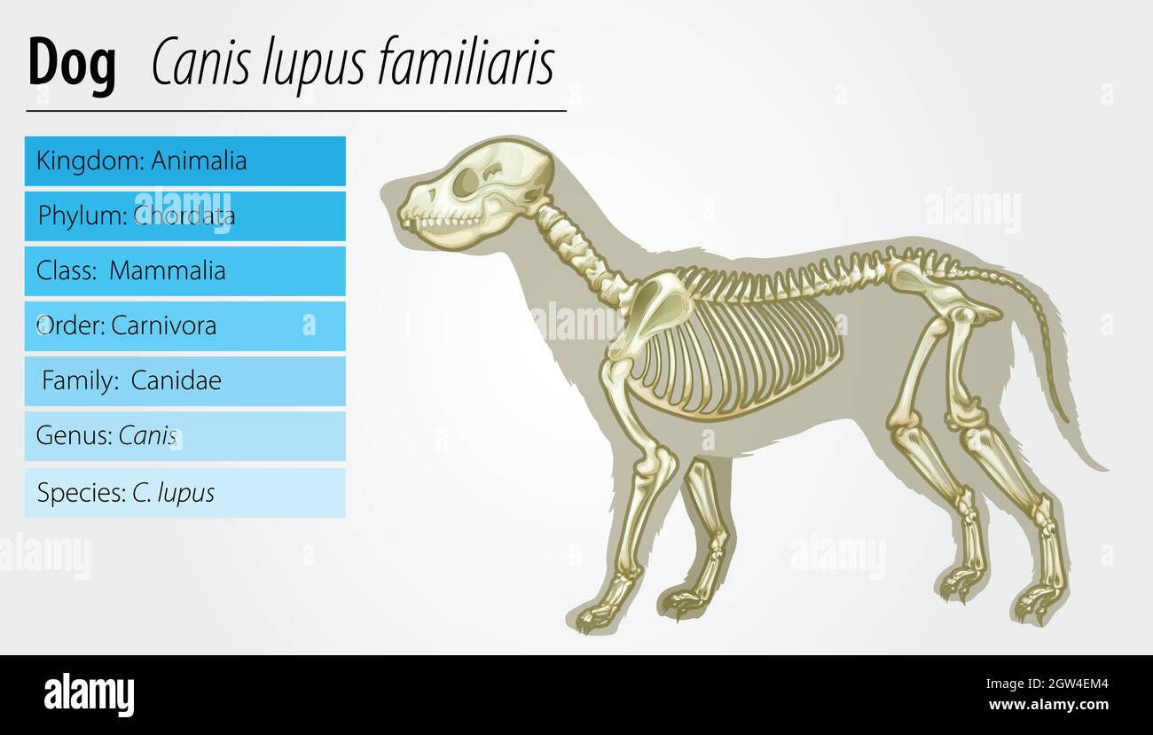 Canis lupus familiaris - scheletro Illustrazione Vettoriale