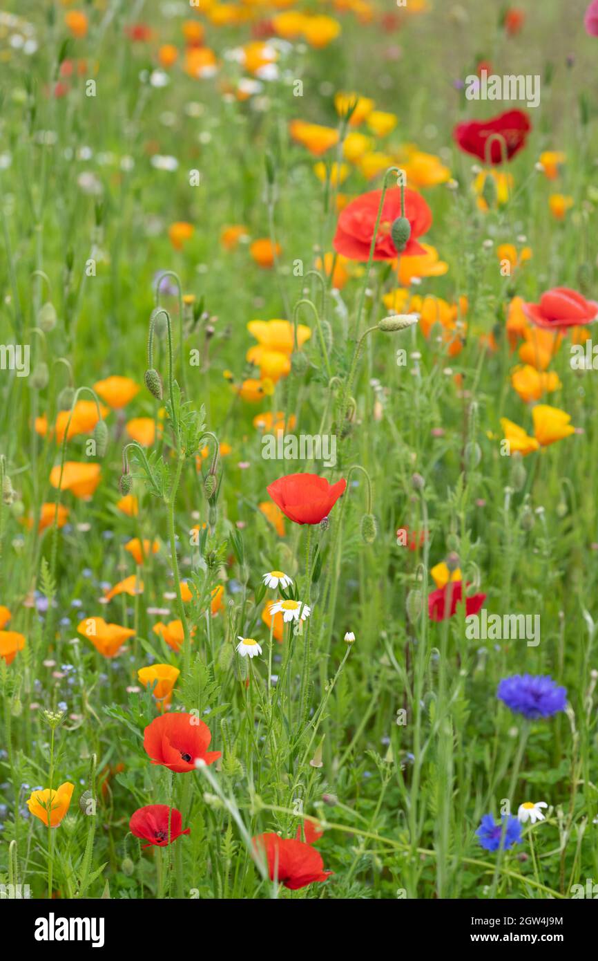 Papaver Rhoeas e Eschscholzia californica. Papaveri rossi e fiori papaveri californiani in un giardino inglese di fiori selvatici. Inghilterra Foto Stock