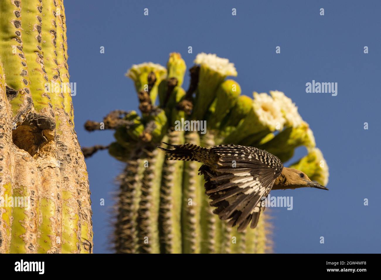 Gila picchio (Melanerpes uropygialis), lasciando nido in saguaro, deserto di sonora, Arizona Foto Stock