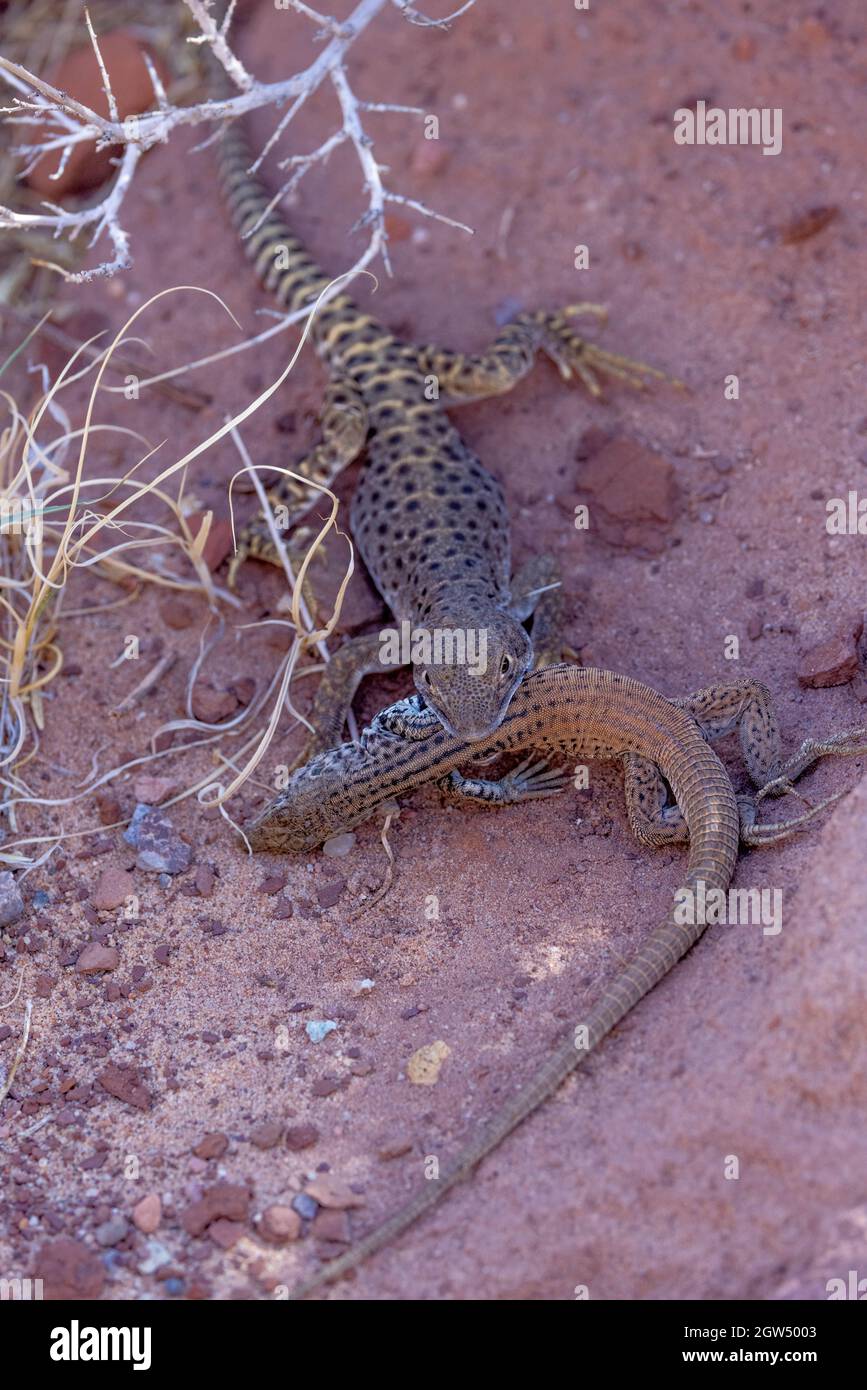 Leopardo dal naso lungo che mangia una coda di tigre di Plateau, canone di marmo, contea di Coconino, Arizona, Stati Uniti d'America. Foto Stock