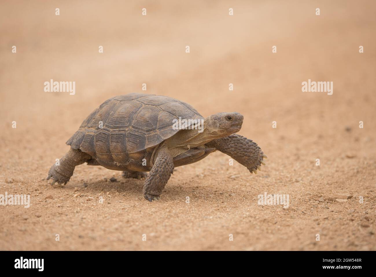 Tartaruga del deserto, Gopherus agassizii, deserto di sonora, Arizona Foto Stock
