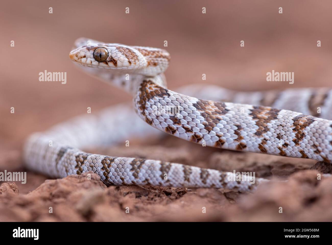 Sonoran Lyre Snake, Marble Canyon, contea di Coconino, Arizona, Stati Uniti. Foto Stock
