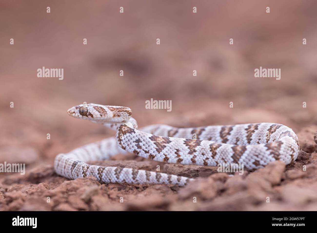 Sonoran Lyre Snake, Marble Canyon, contea di Coconino, Arizona, Stati Uniti. Foto Stock