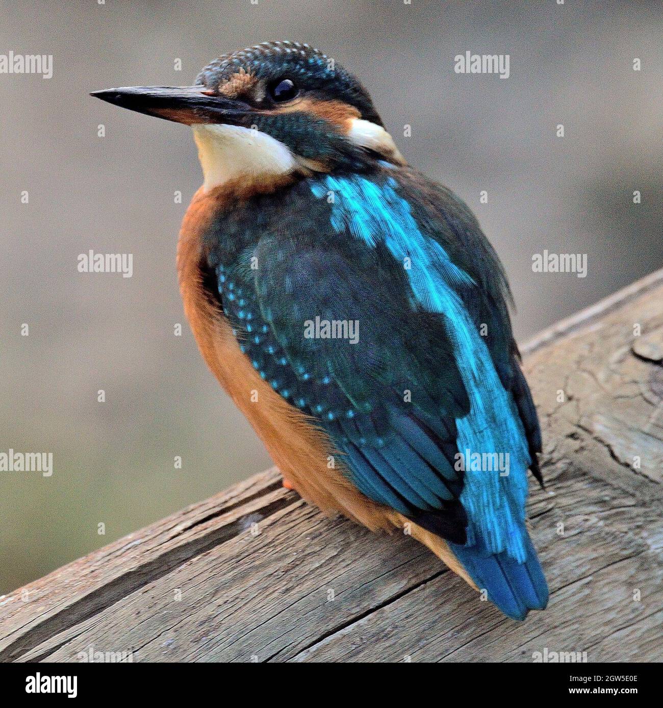 Primo piano di un uccello che perching su legno Foto Stock