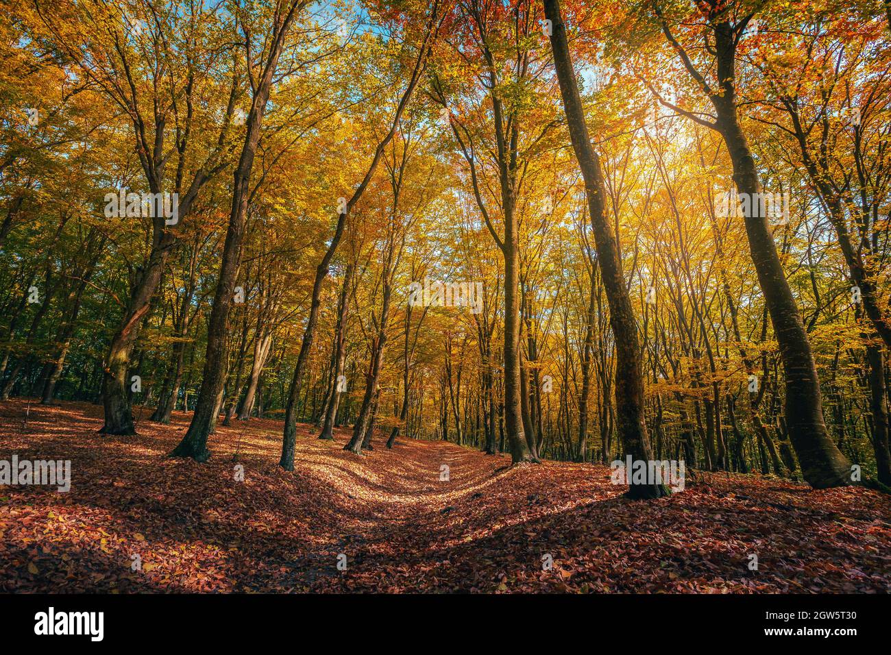 Ammirabile paesaggio colorato autunno foresta. Sentiero escursionistico e ciclabile coperto di foglie colorate Foto Stock