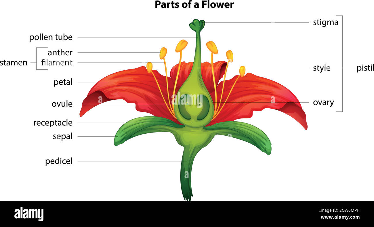 Parti di un fiore Illustrazione Vettoriale