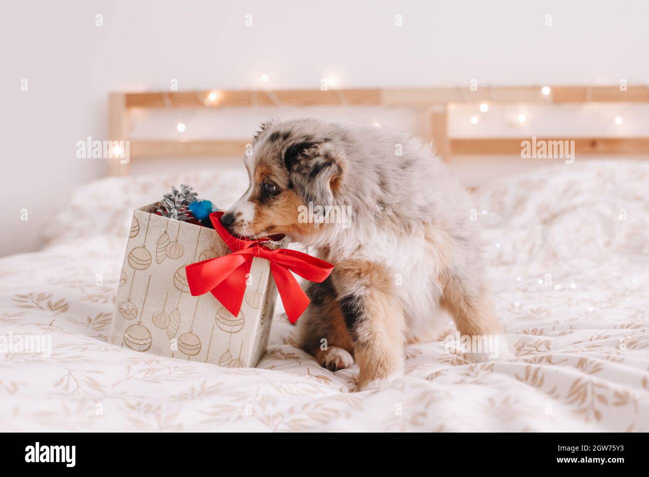 Cucciolo del cane seduto sul letto a casa con scatola regalo di Natale Foto  stock - Alamy