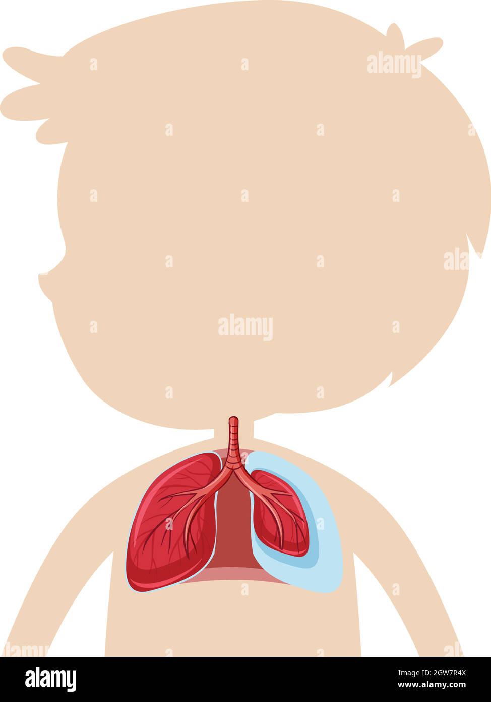 Un'anatomia del polmone umano Illustrazione Vettoriale