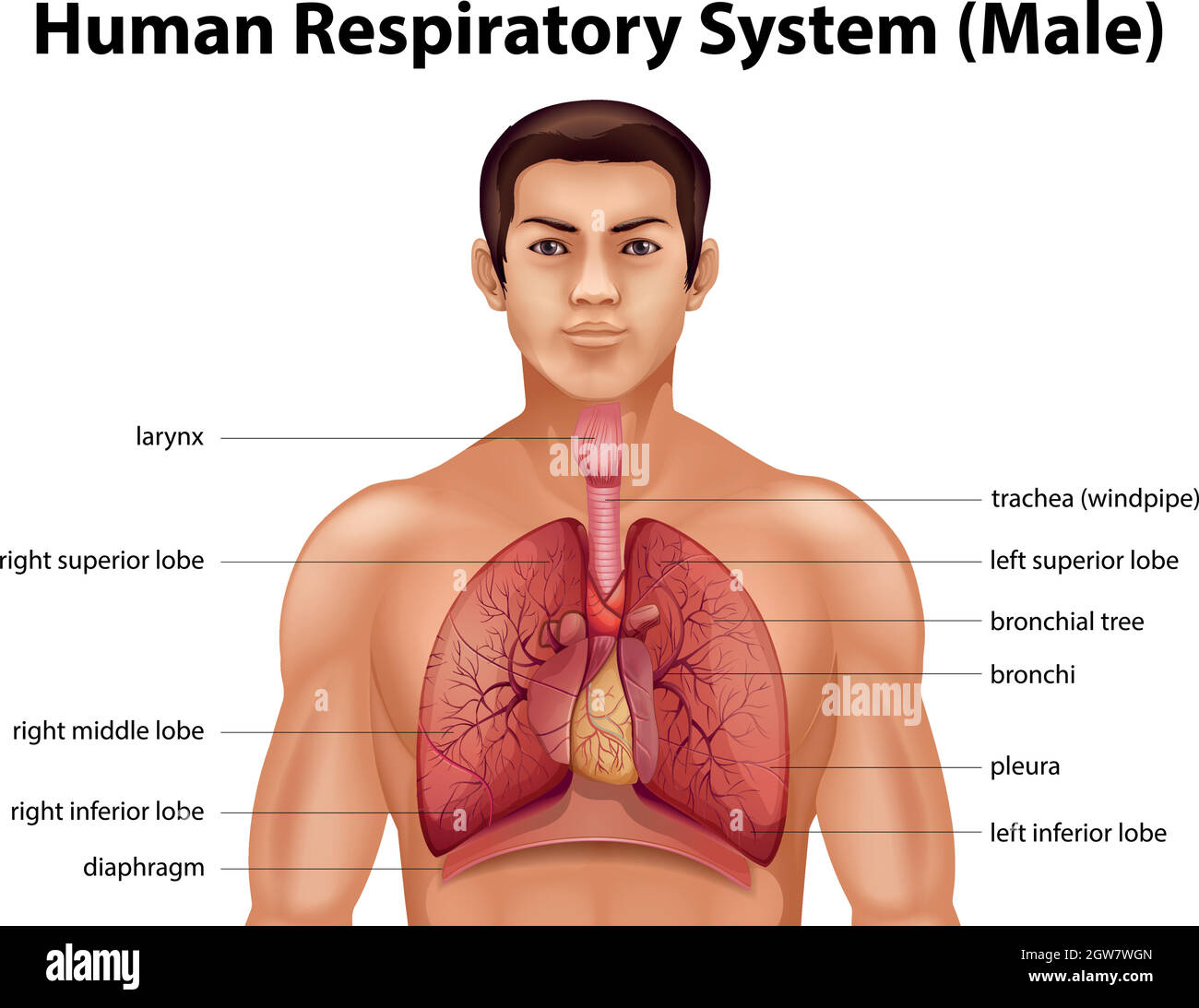 Apparato respiratorio umano Illustrazione Vettoriale