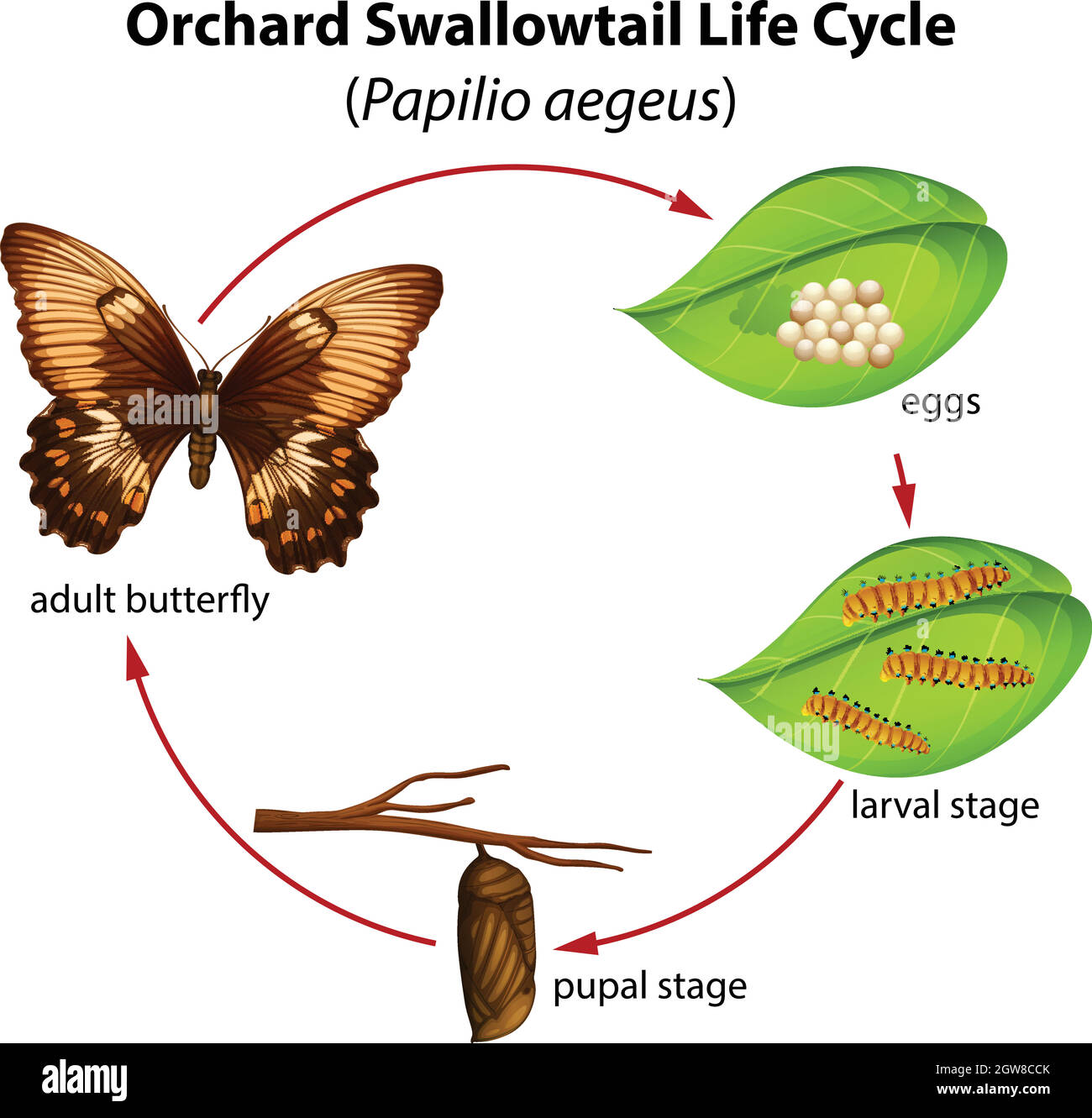 Ciclo di vita della coda di rondine di Orchard Illustrazione Vettoriale