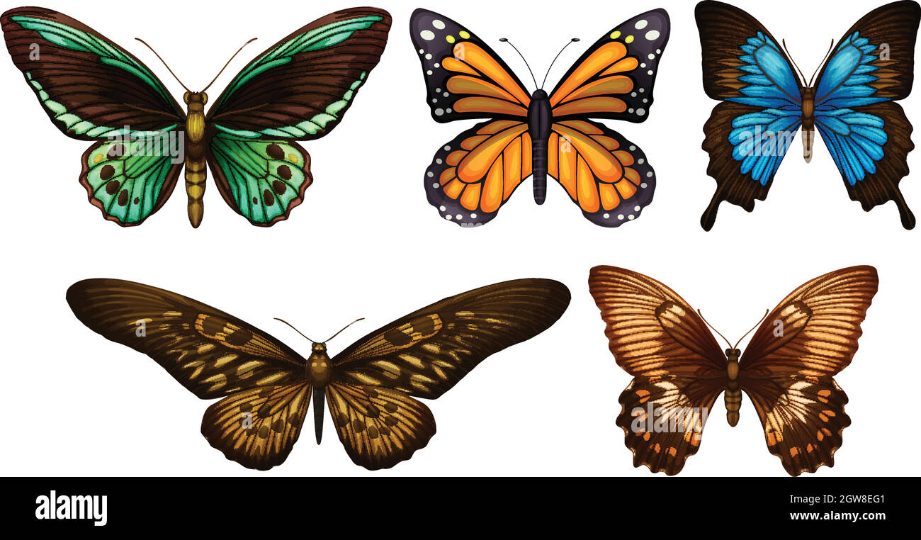 Farfalle miste Illustrazione Vettoriale