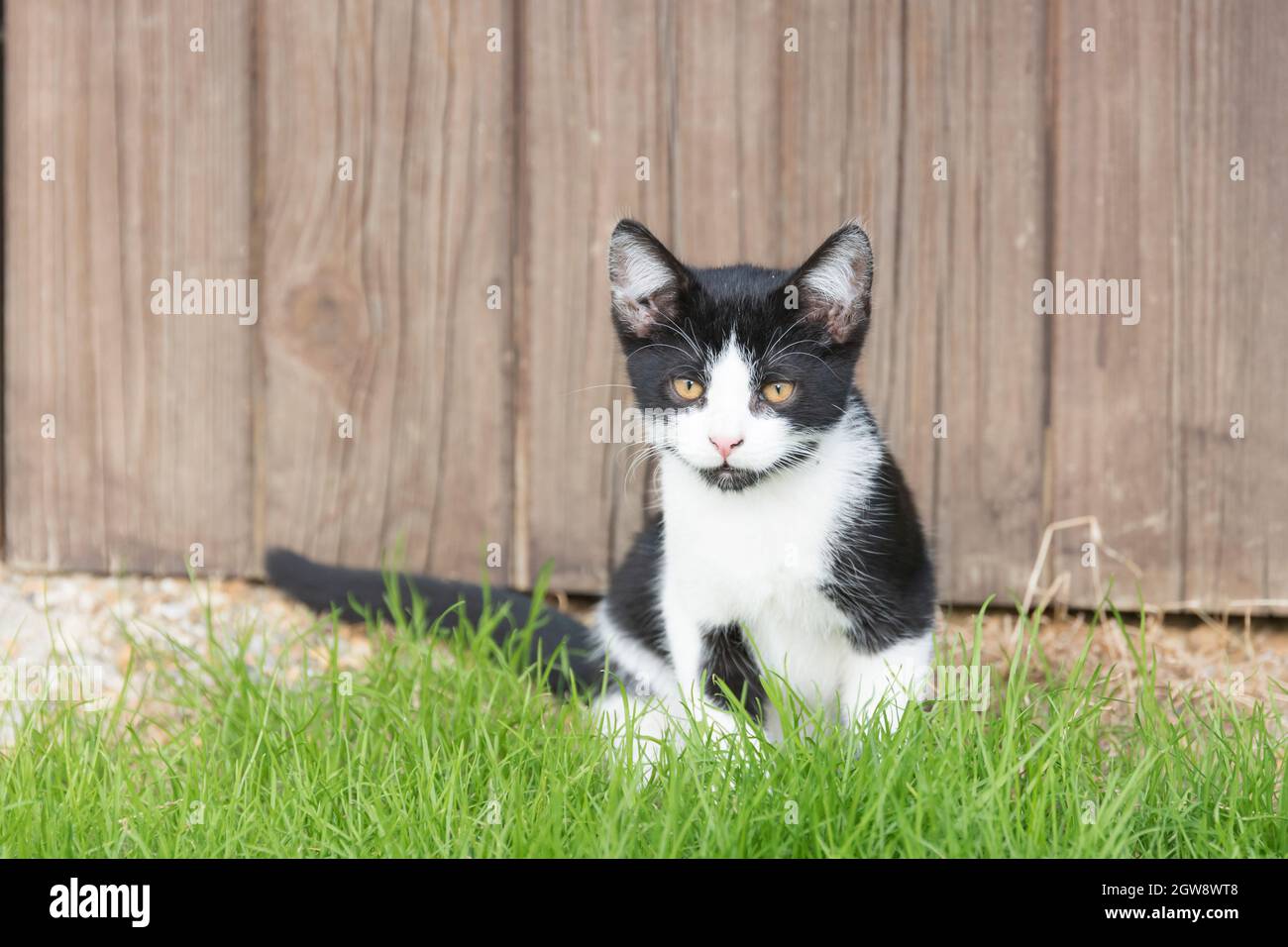 Carino gatto bianco e nero seduto al sole Foto Stock
