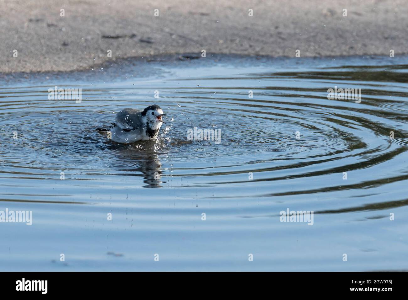 Un uccello prende un bagno in una pozzanghera per pulire le sue piume Foto Stock
