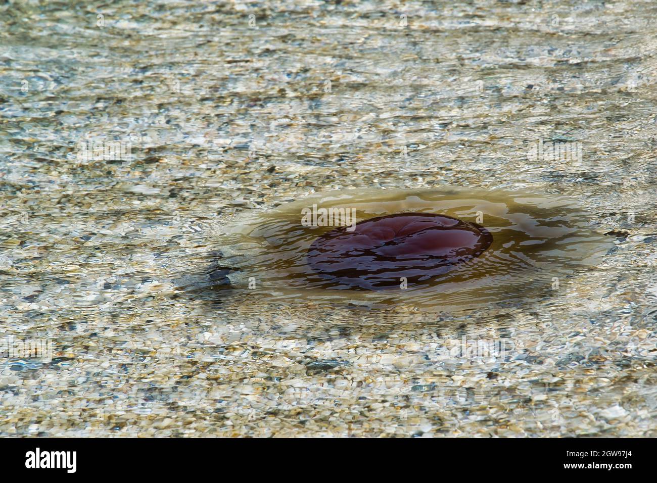 La famosa medusa bruna o 'mediterrana' o meglio conosciuta come Cotylorhiza tuberculata appare alla fine di luglio fino ai primi giorni di ottobre Foto Stock