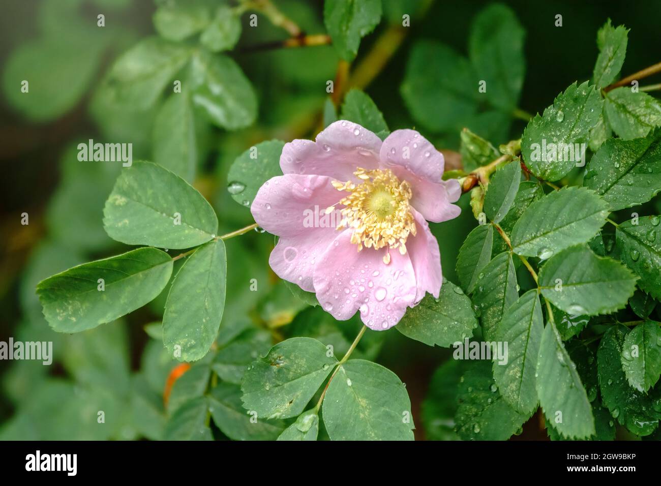Fiore di rosa fiorito, bellissimo fiore rosa con gocce d'acqua dopo la pioggia su un ramo di cespuglio. Splendido sfondo naturale di vegetazione fiorente. Natura Foto Stock