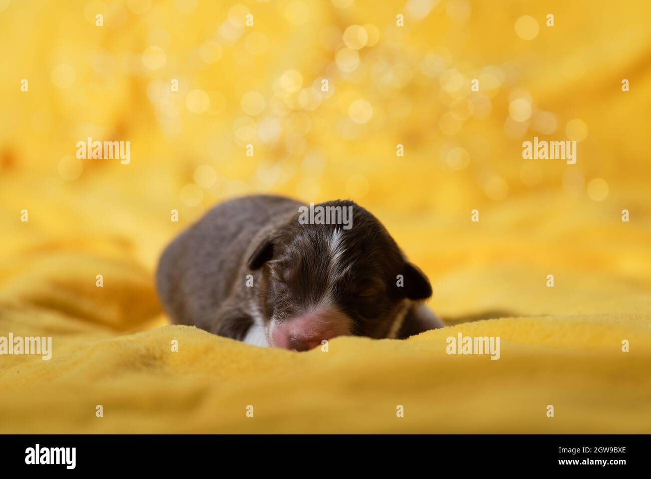 Il cucciolo australiano è rosso tricolore con sottile striscia bianca su museruola, naso rosa e occhi chiusi. Il neonato cucciolo di pastore australiano si trova su giallo caldo così Foto Stock