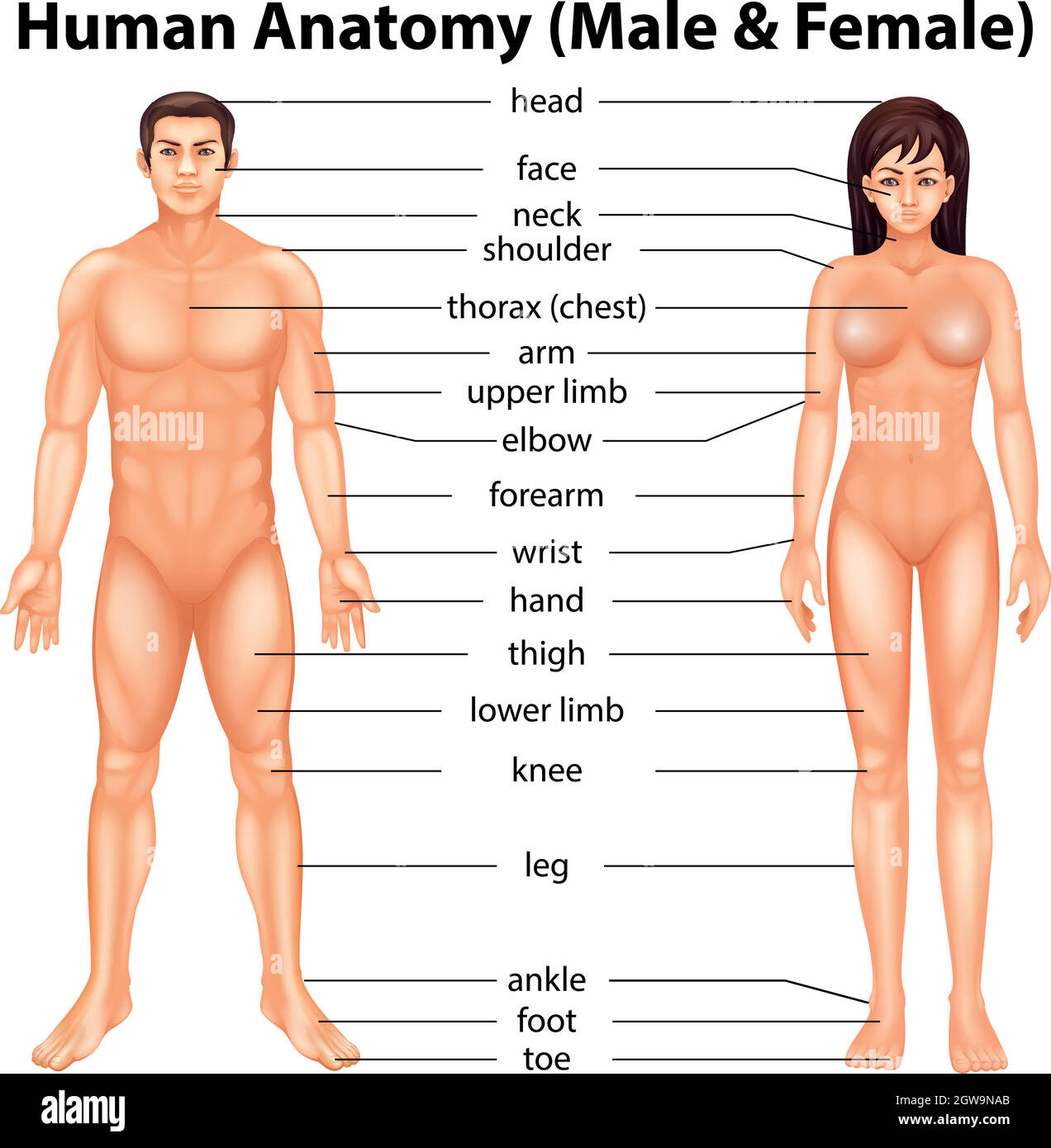 Parti del corpo umano Illustrazione Vettoriale