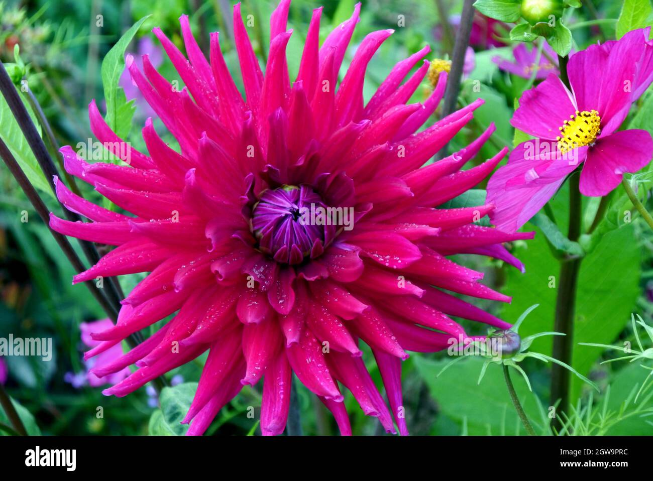 Single Red Cactus Dahlia Flowerhead con Raindrops cresciuto nei confini a RHS Garden Bridgewater, Worsley, Greater Manchester, Regno Unito. Foto Stock