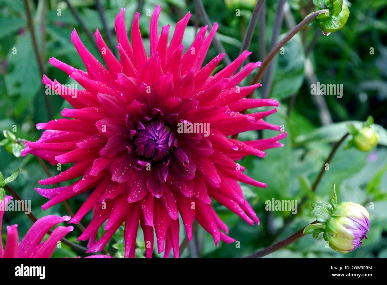 Single Red Cactus Dahlia Flowerhead con Raindrops cresciuto nei confini a RHS Garden Bridgewater, Worsley, Greater Manchester, Regno Unito. Foto Stock