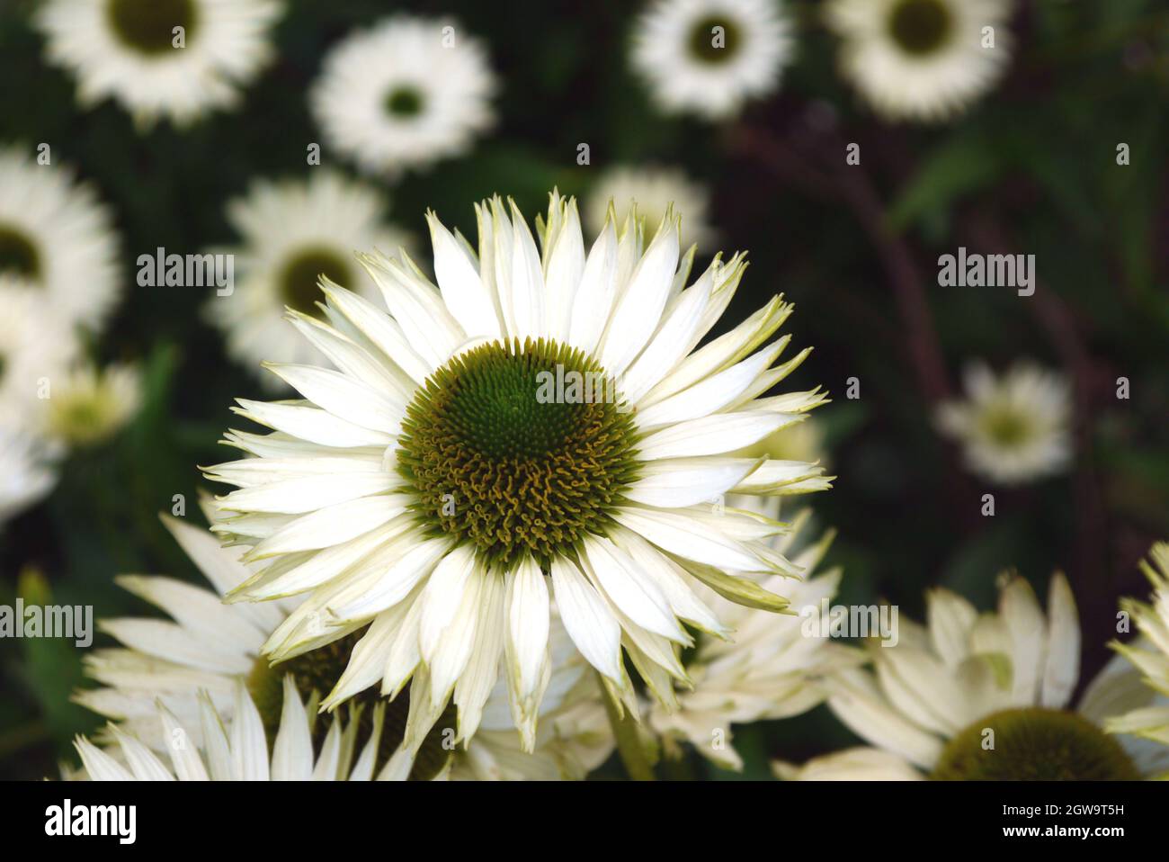 Primo piano Echinacea purpurpurea 'Coneflower' (cigno Bianco) coltivato nel Bee & Butterfly Garden a RHS Garden Bridgewater, Worsley, Greater Manchester, Regno Unito Foto Stock