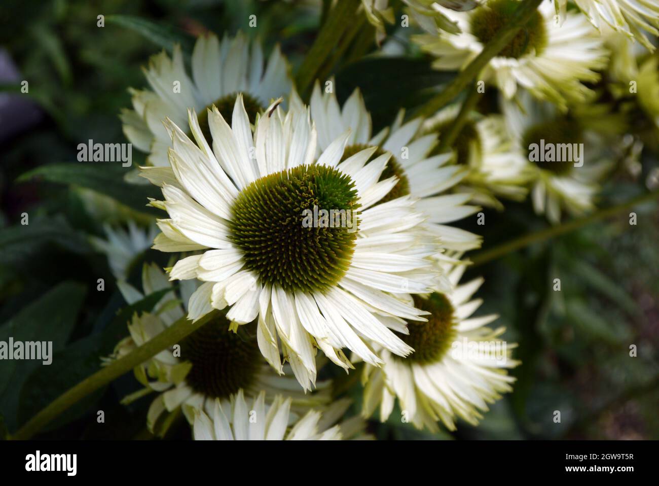 Echinacea purpurpurea 'Coneflower' (cigno Bianco) coltivato nel Bee & Butterfly Garden a RHS Garden Bridgewater, Worsley, Greater Manchester, Regno Unito Foto Stock