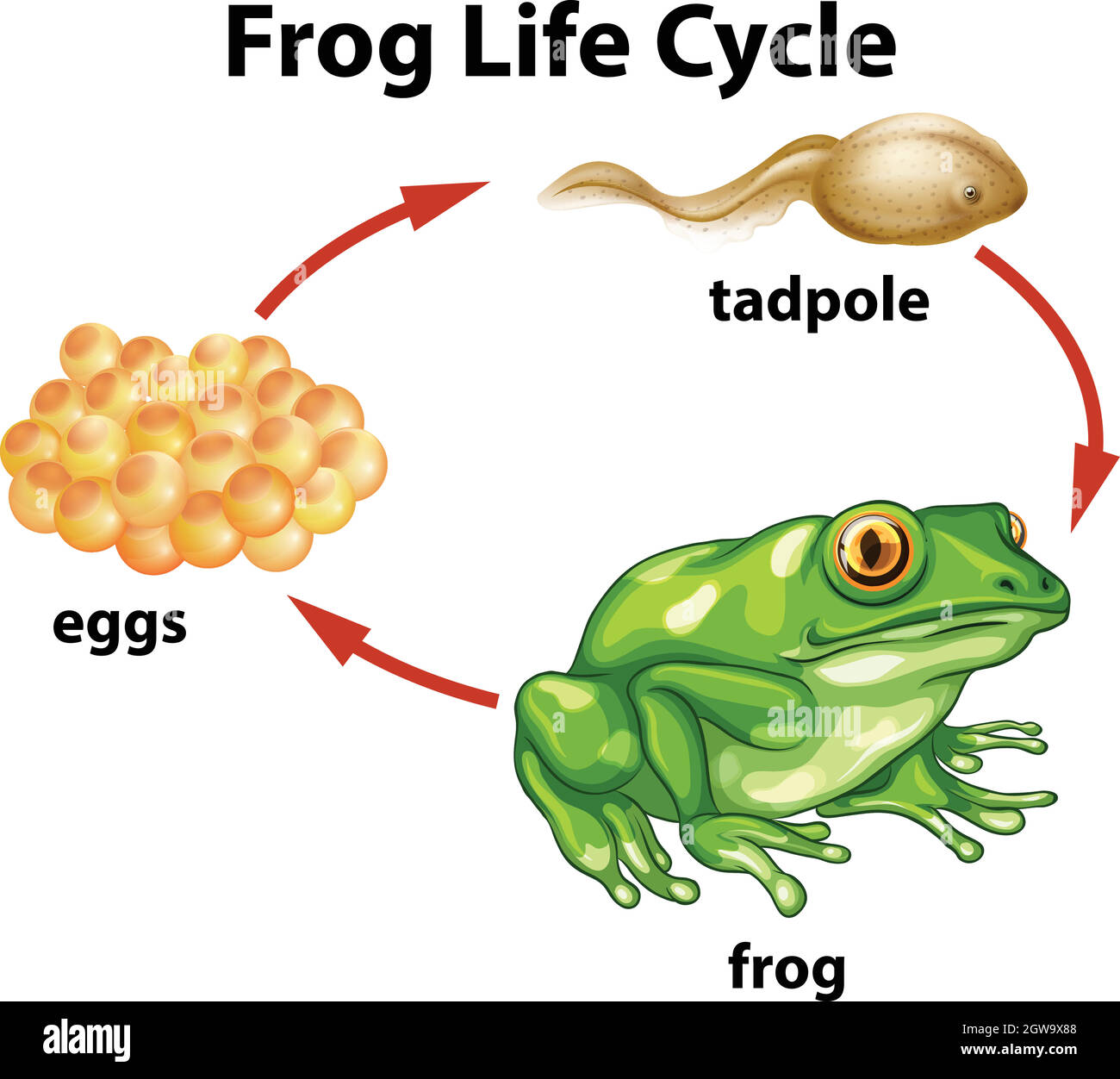 Ciclo di vita della rana su sfondo bianco Illustrazione Vettoriale