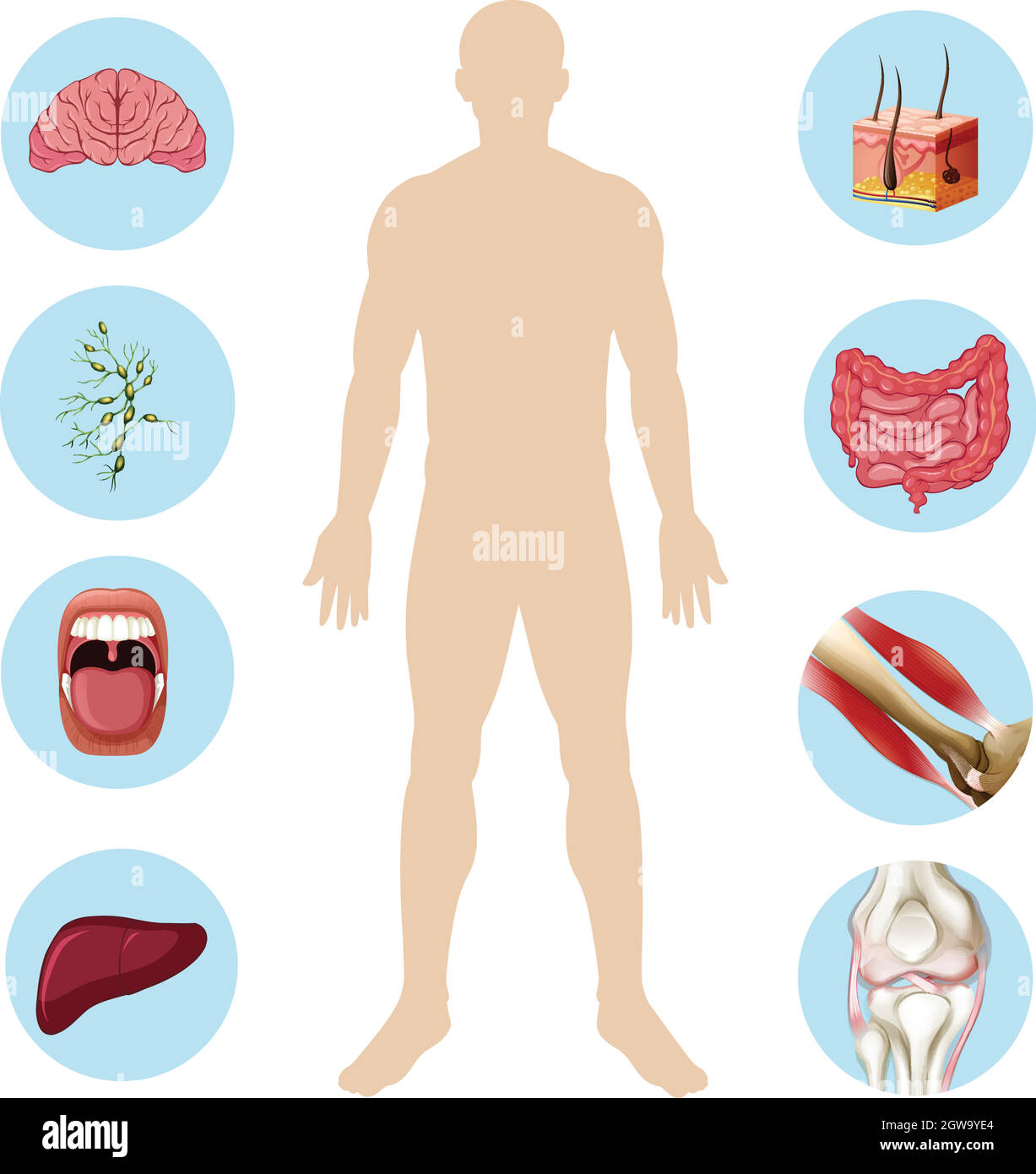 Anatomia dell'organo umano parte del corpo Illustrazione Vettoriale