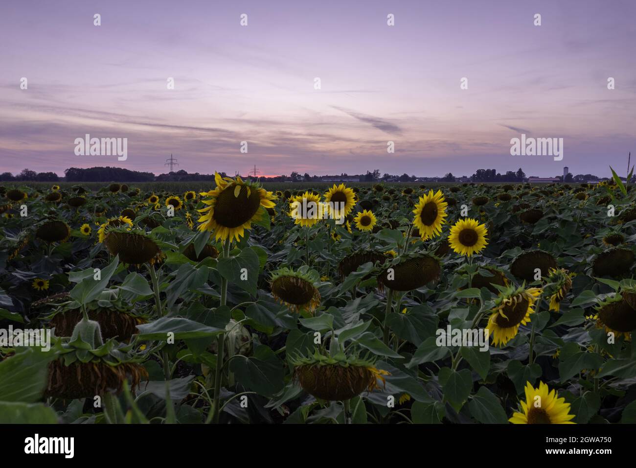 Vista al tramonto su un campo di girasoli a tarda sera con un cielo di luce viola al tramonto. Foto Stock