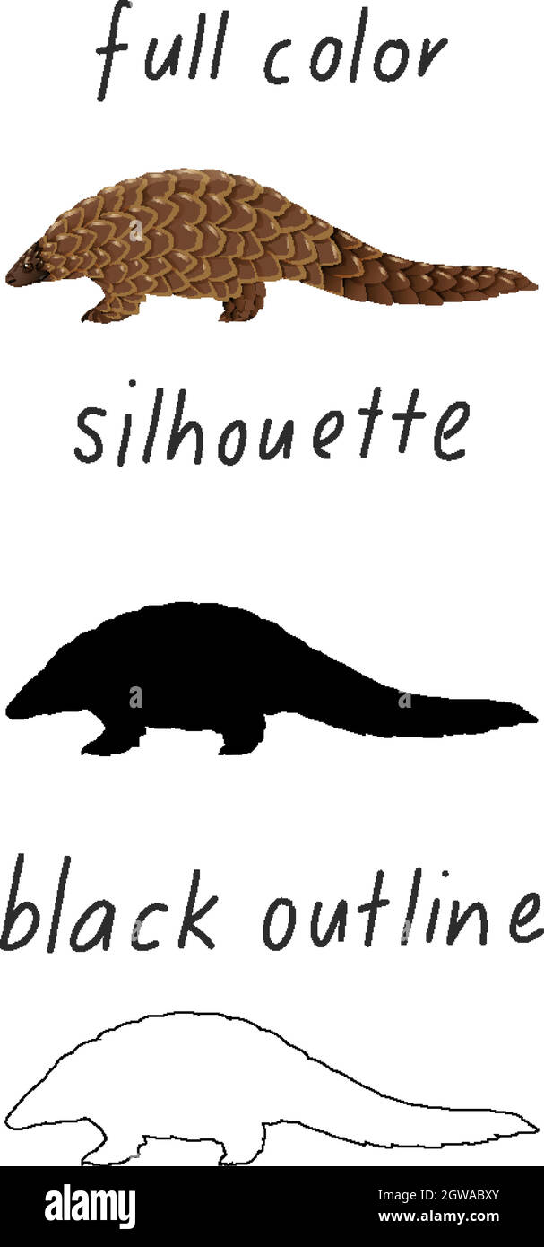 Set di pangolin a colori, silhouette e contorno nero su sfondo bianco Illustrazione Vettoriale