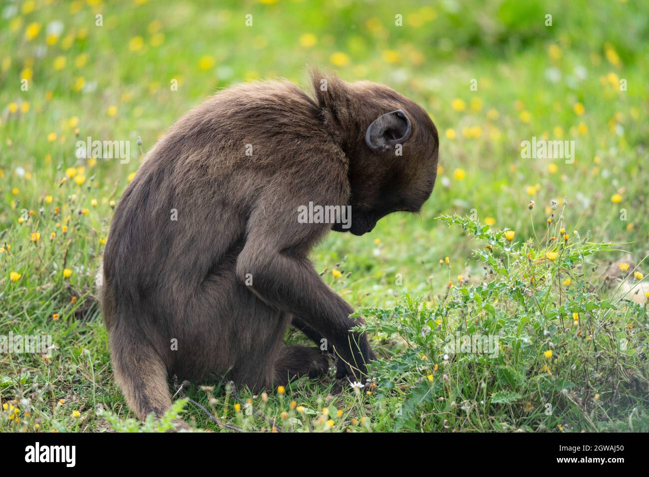 Giovani primati che si nutrono tra i fiori selvatici in un habitat naturale praticato nelle praterie Foto Stock