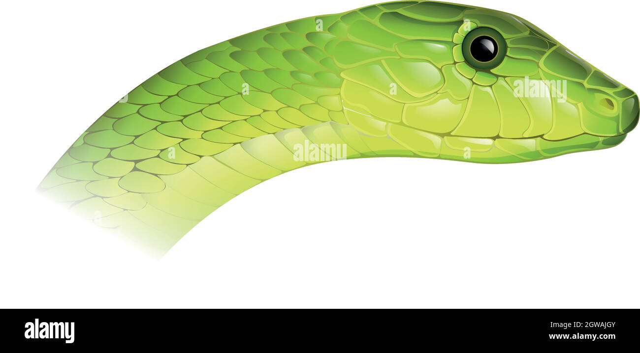 Verde Orientale Mamba Illustrazione Vettoriale